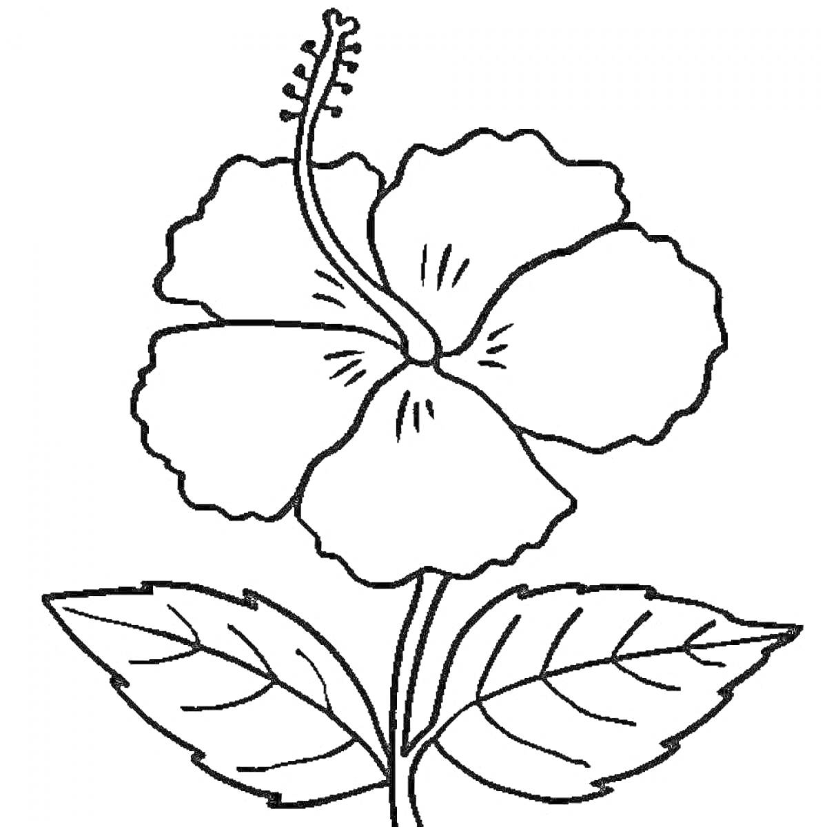 Раскраска одиночный цветок гибискуса с тремя листьями