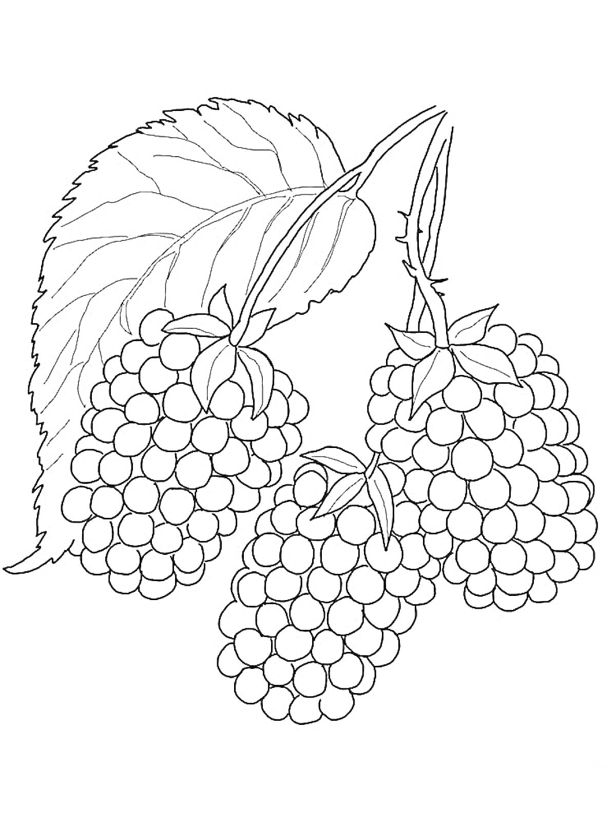 Раскраска Ветвь ежевики с тремя ягодами и крупным листом