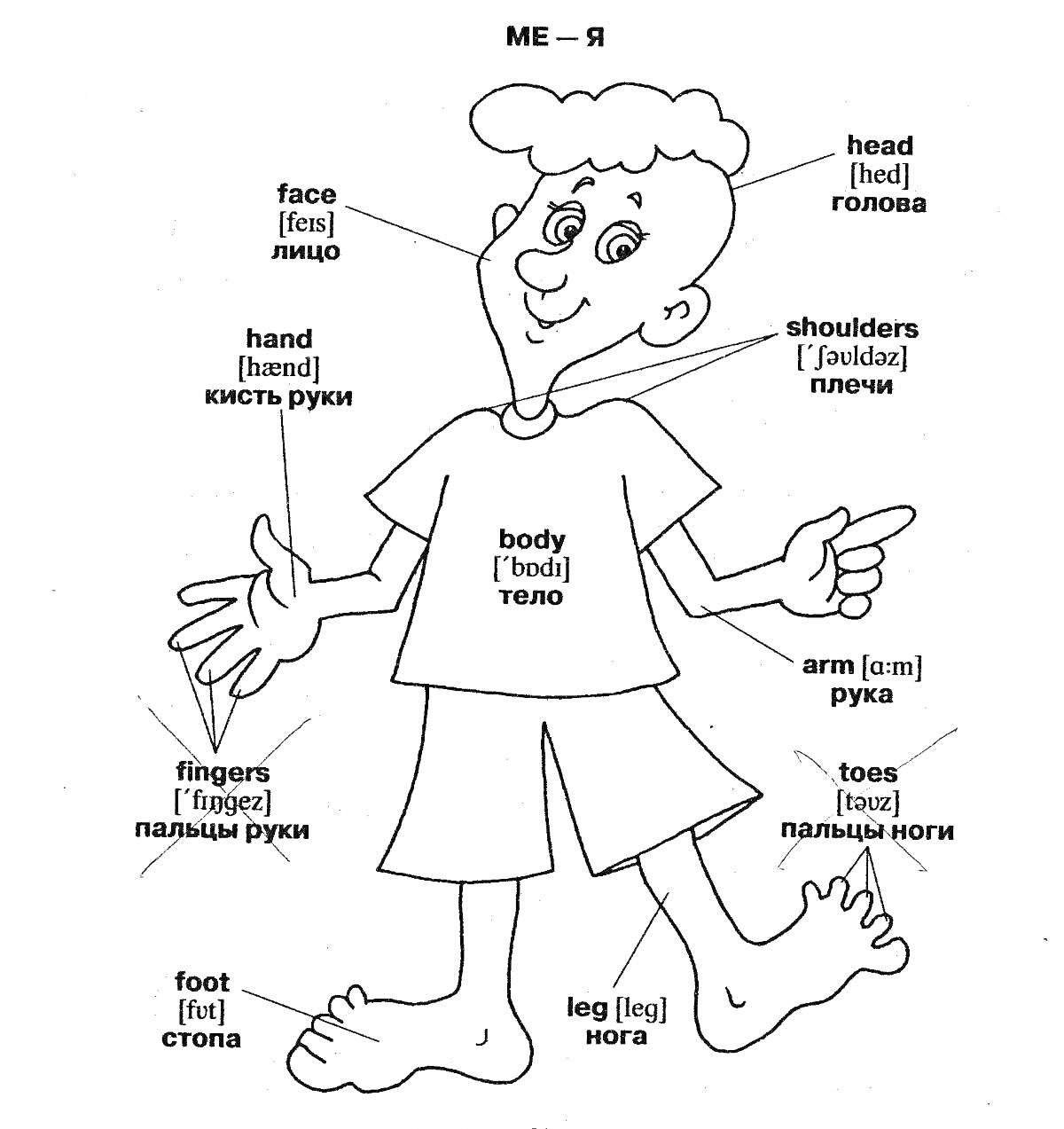 Части тела человека с подписями: лицо, голова, кисть руки, плечи, тело, рука, пальцы руки, пальцы ноги, стопа, нога.