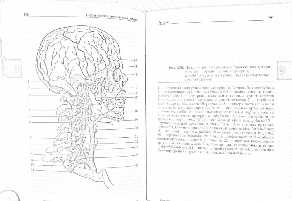 На раскраске изображено: Анатомия, Череп, Артерии, Нервы, Профиль, Медицинский атлас, Учебное пособие, Человеческое тело