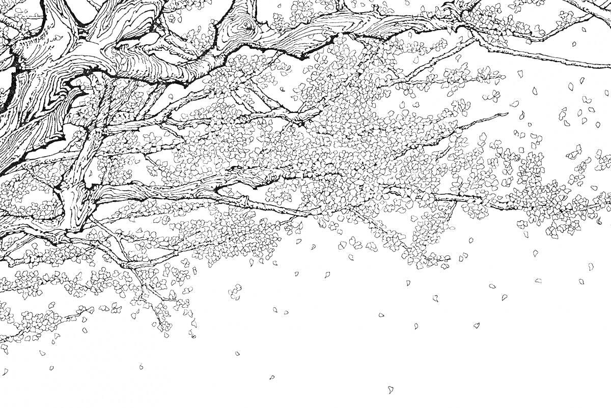 Раскраска Ветви японского дерева с листьями и цветами, падающие лепестки