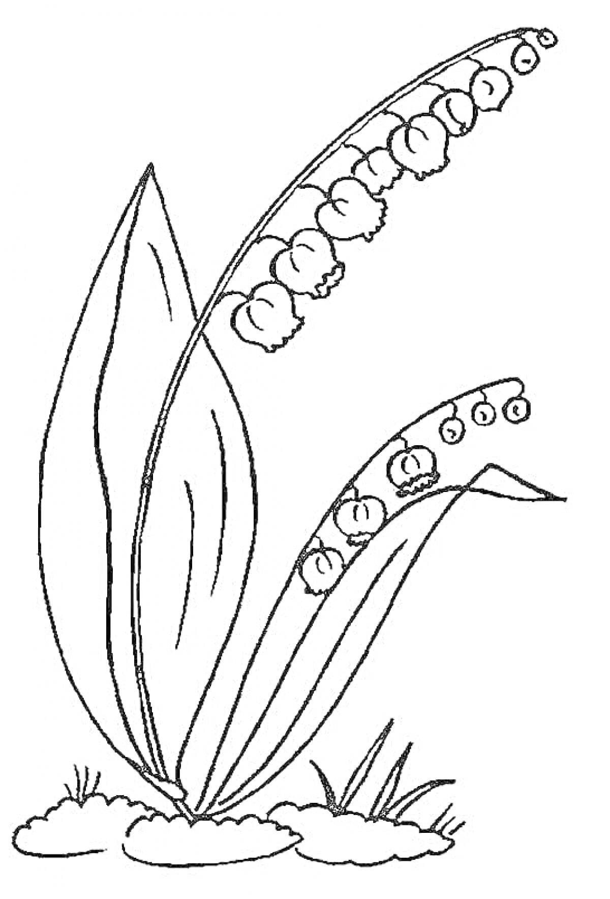 Раскраска Ландыш с листьями, стеблями и цветками