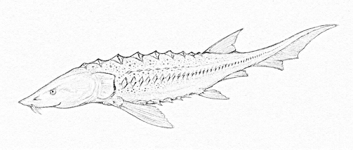 Раскраска Осетр, изображение рыбы сбоку с детализированными плавниками и чешуей 
