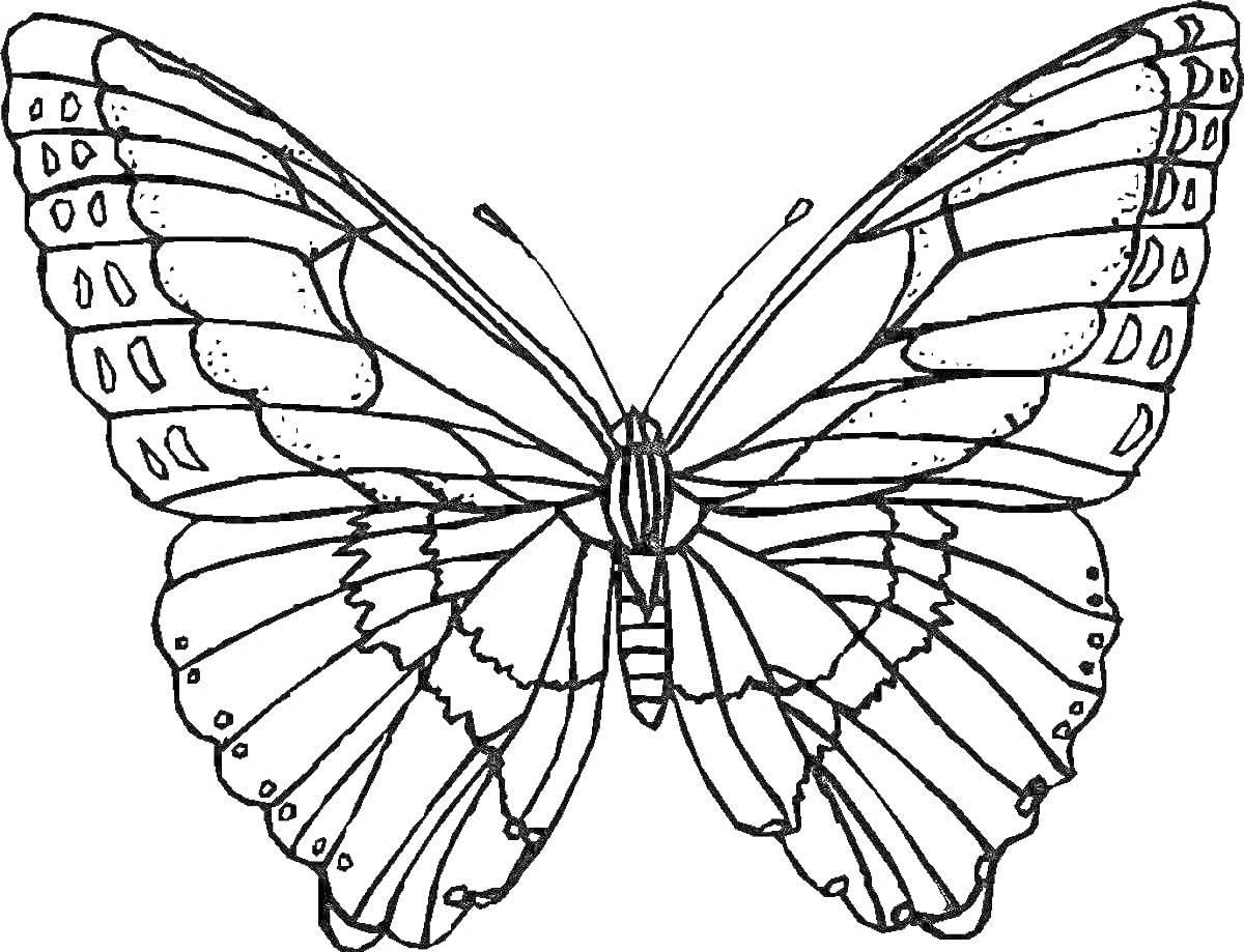 Раскраска Бабочка с узорчатыми крыльями