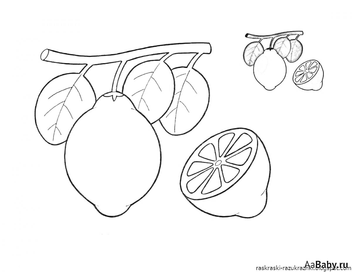 Раскраска Лимон на ветке с листьями и половинкой лимона