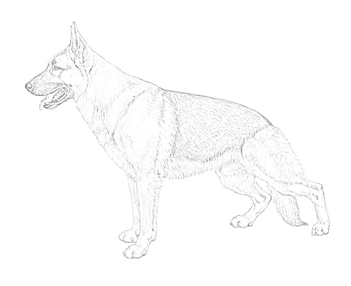 На раскраске изображено: Немецкая овчарка, Собака, Стоящая собака, Животные, Контурные рисунки