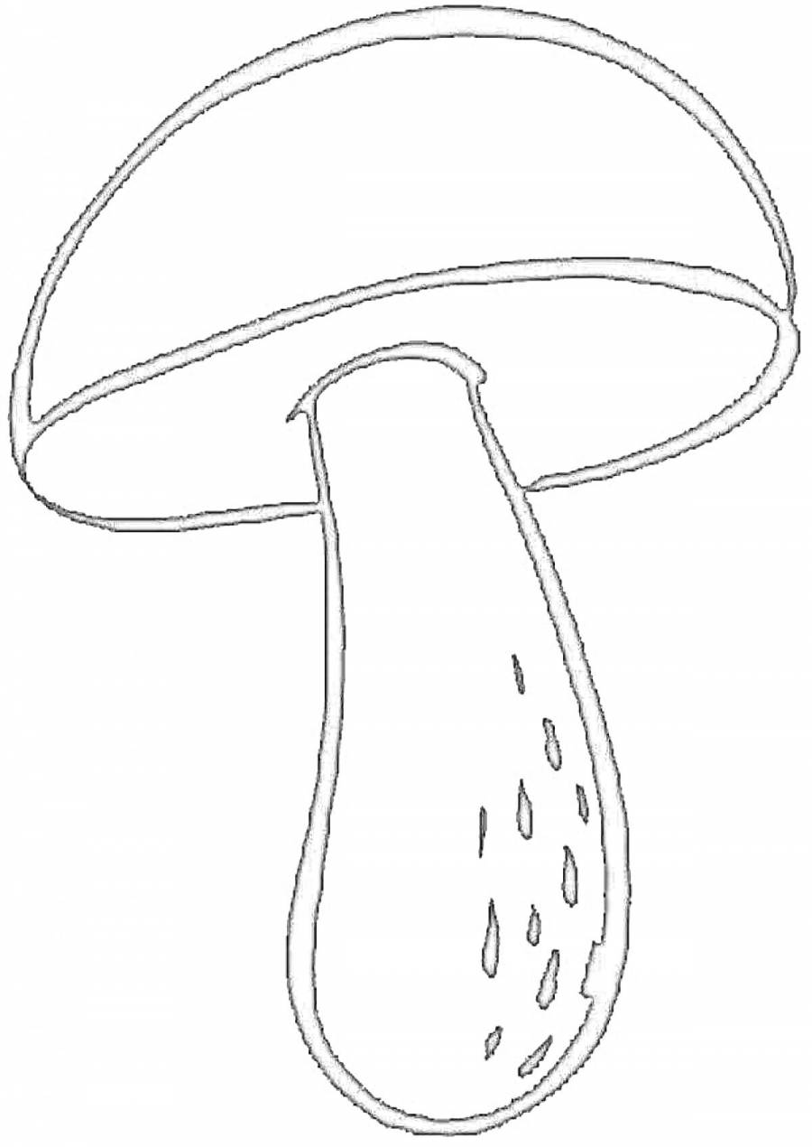 Белый гриб рисунок