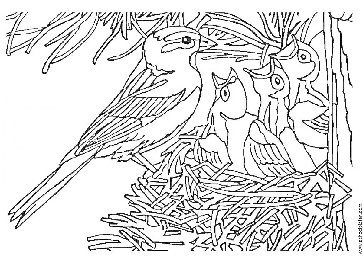 Раскраска Птицы - взрослая птица и трое птенцов в гнезде на ветке дерева