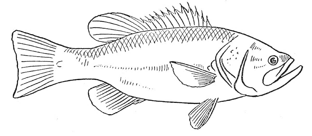 На раскраске изображено: Рыба, Река, Плавники, Чешуя, Зубы