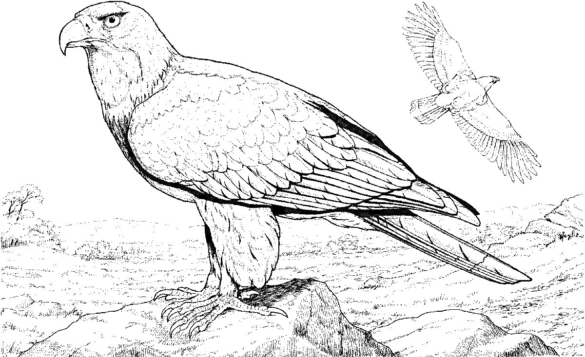 На раскраске изображено: Орел, Птица, Ландшафт, Горы, Природа, Лес