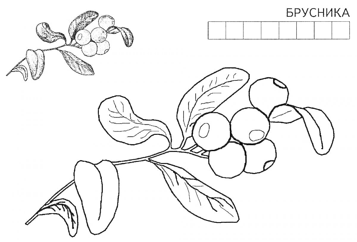 На раскраске изображено: Брусника, Ягоды, Листья, Ботаника, Природа