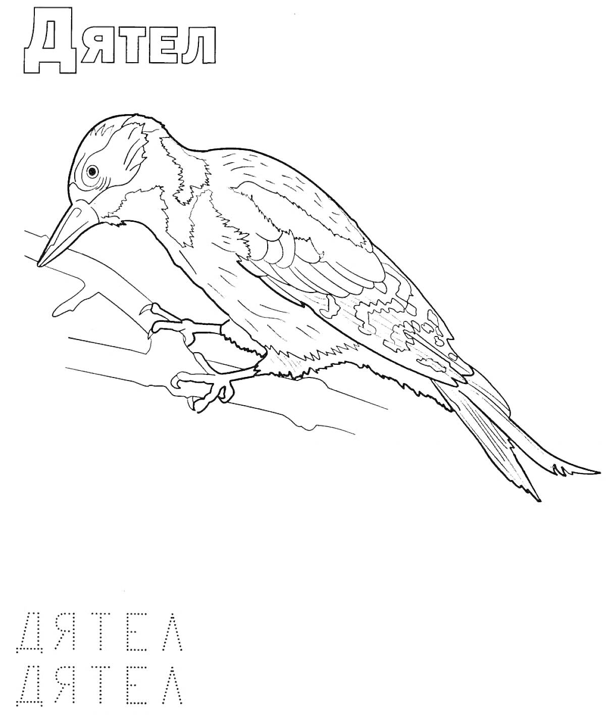 Раскраска Дятел — дятел сидит на ветке, выделены контуры для раскрашивания, надпись 