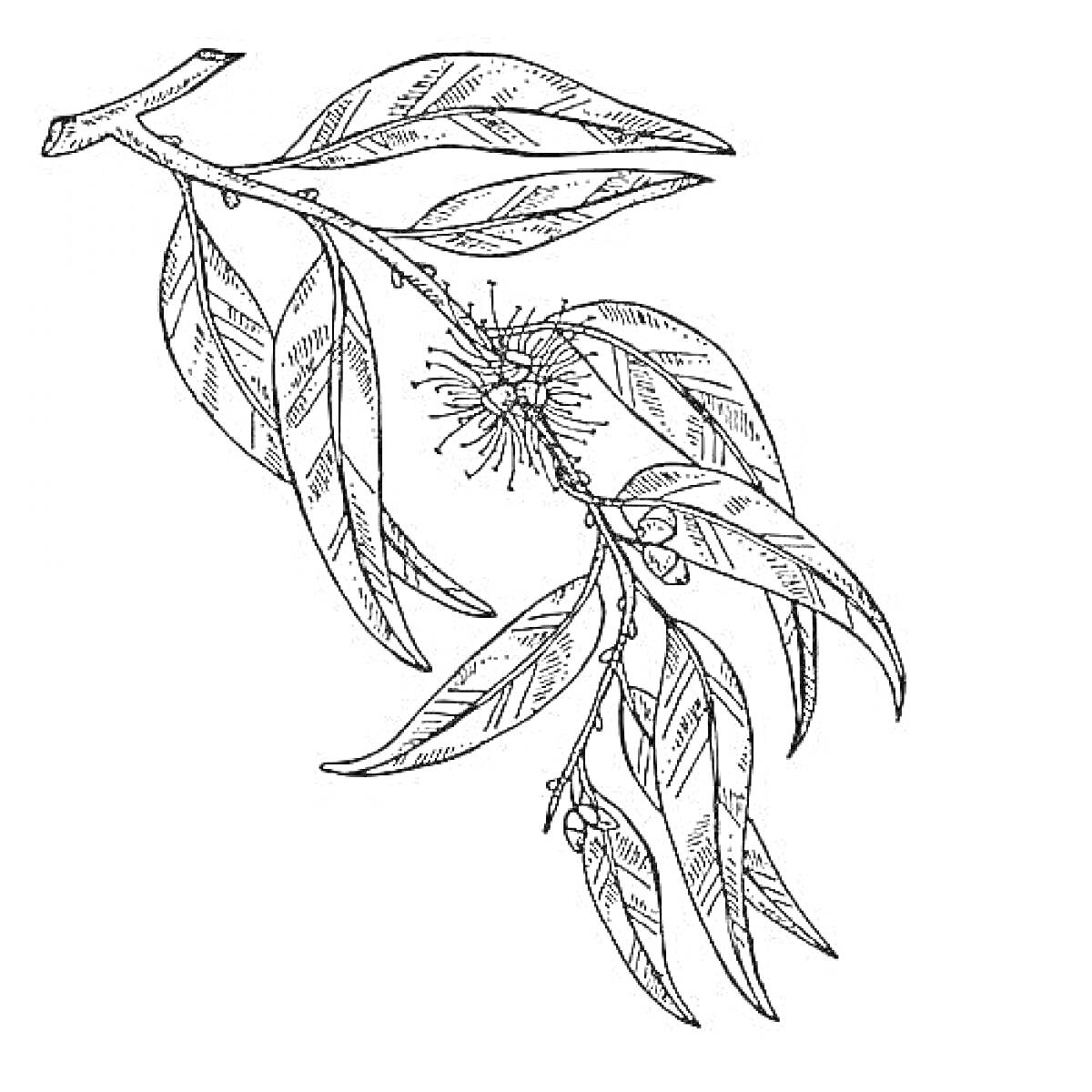 РаскраскаВетвь эвкалипта с листьями, цветами и плодами