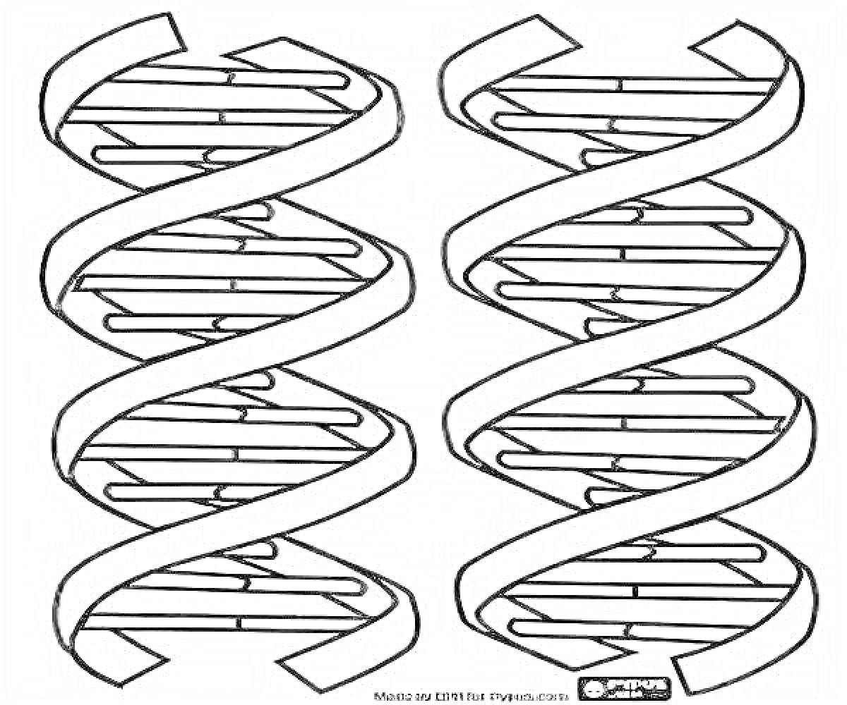 Раскраска Две спирали ДНК с полосами-белками