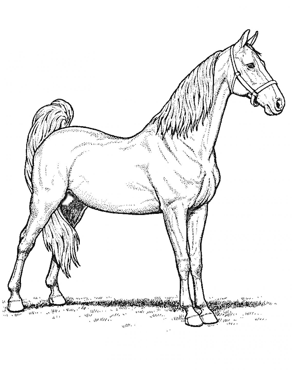 На раскраске изображено: Лошадь, Уздечка, Трава, Животные, Контурные рисунки