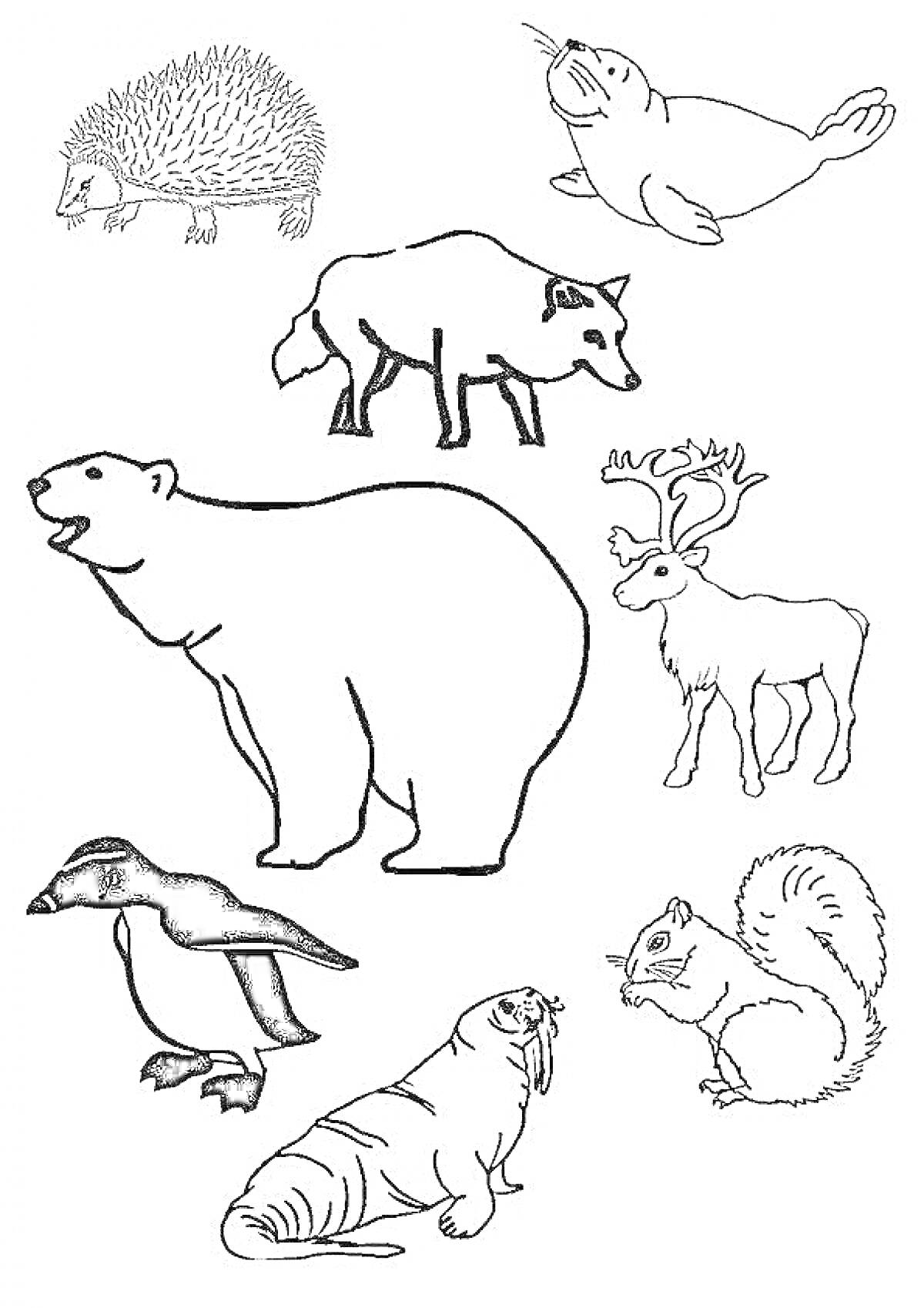 Раскраска животных Севера с изображением ёжика, тюленя, волка, белого медведя, северного оленя, пингвина, моржа и белки