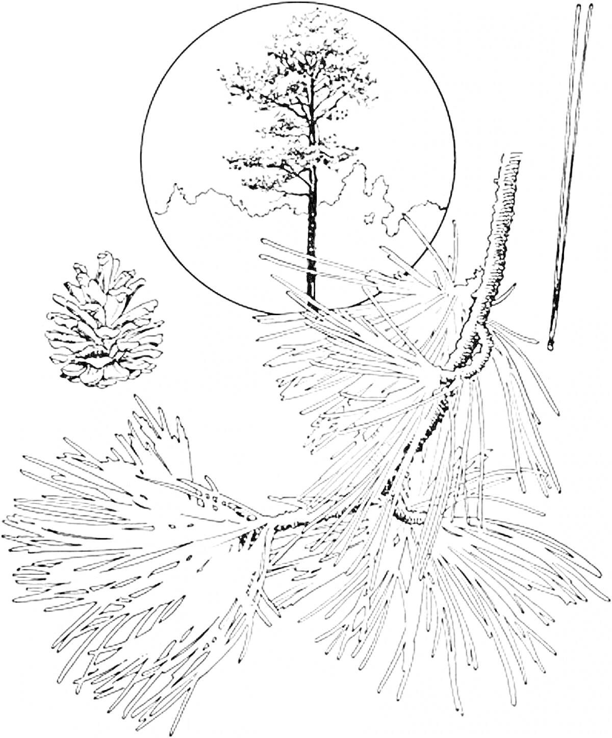 Раскраска Сосна с инеем, сосновая шишка, ветка с иголками и круглый фон с пейзажем