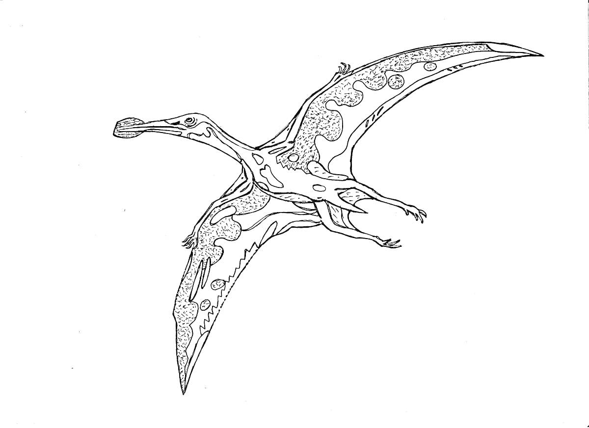 Раскраска Птеродактиль в полете с узорами на крыльях и теле