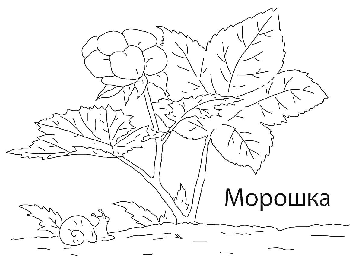 На раскраске изображено: Морошка, Листья, Улитка, Ягоды, Природа