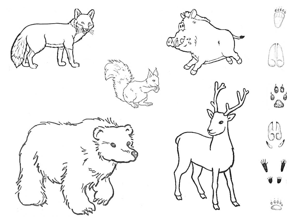 Раскраска Лиса, кабан, белка, медведь, олень и следы диких животных