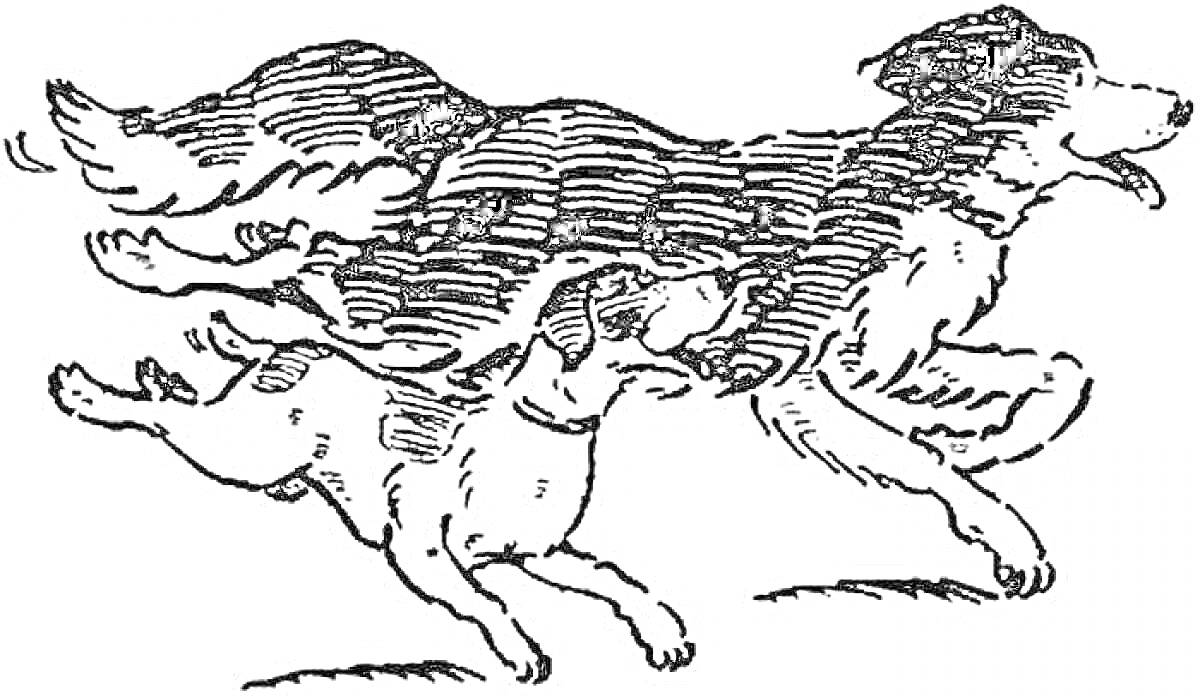 Раскраска Две собаки, бегущие вместе