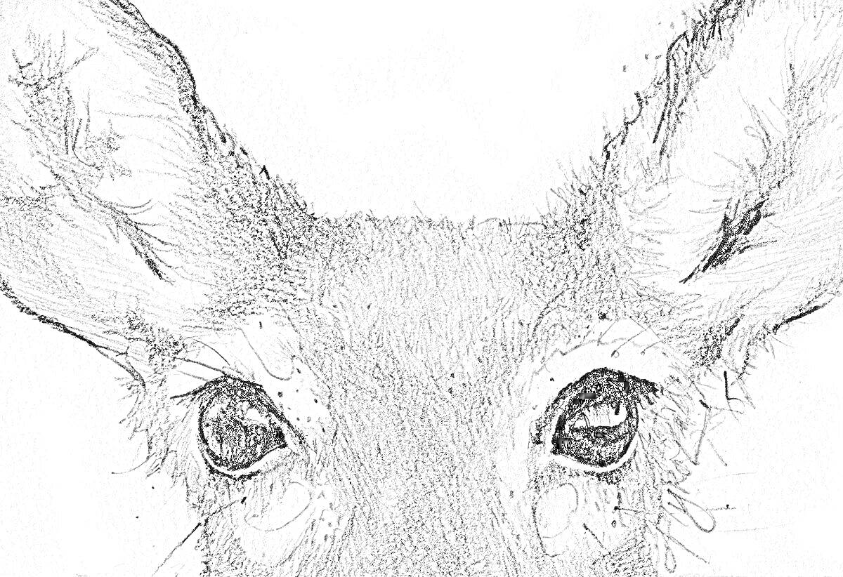 Раскраска Портрет кабарги, крупный план головы с выраженными ушами и глазами