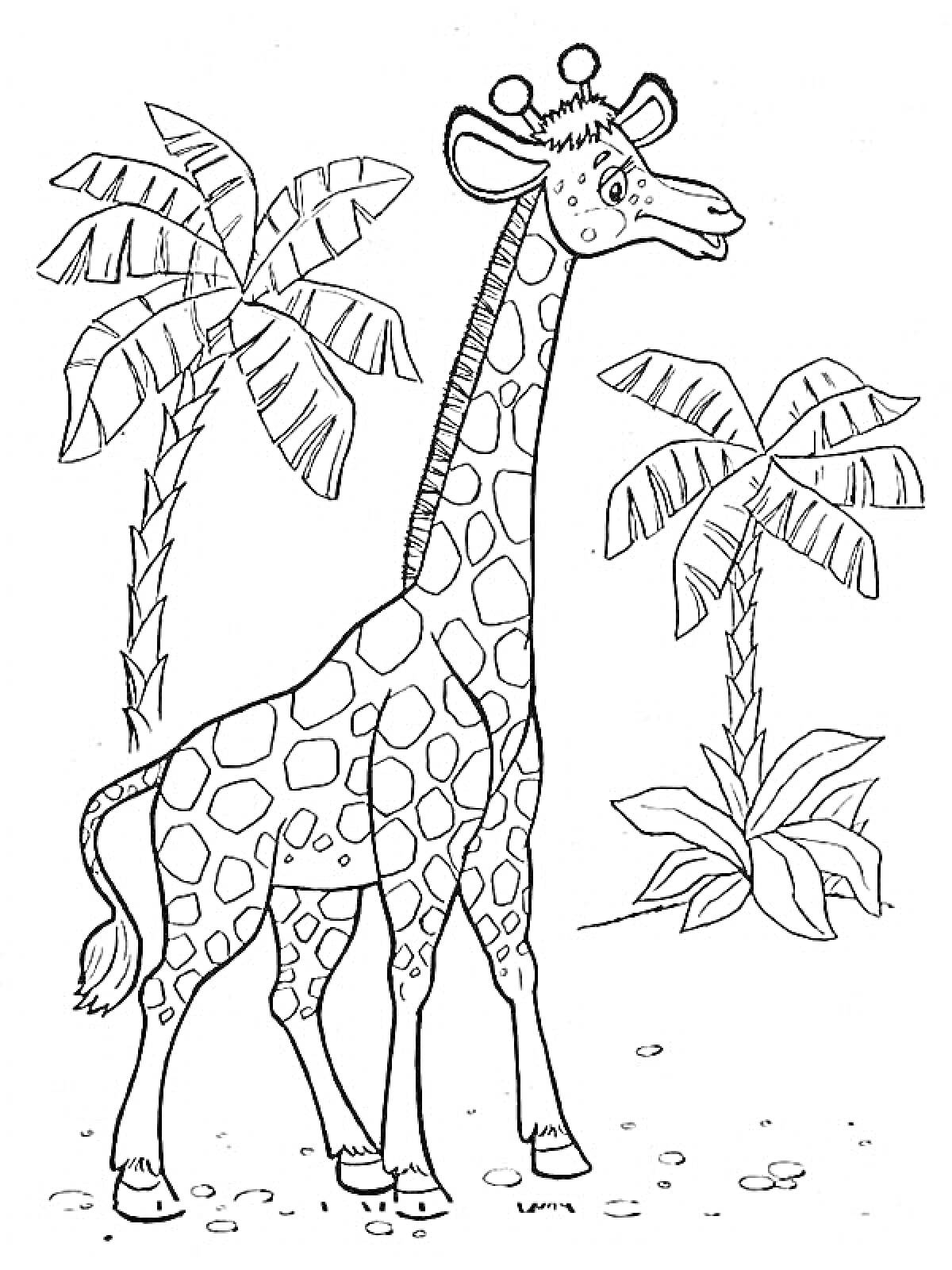 Раскраска Жираф на фоне пальм
