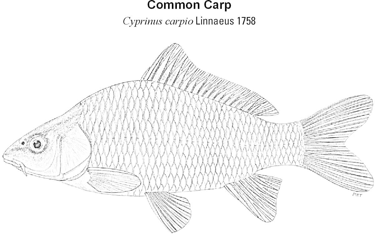 Раскраска Карп (Common Carp), надпись 