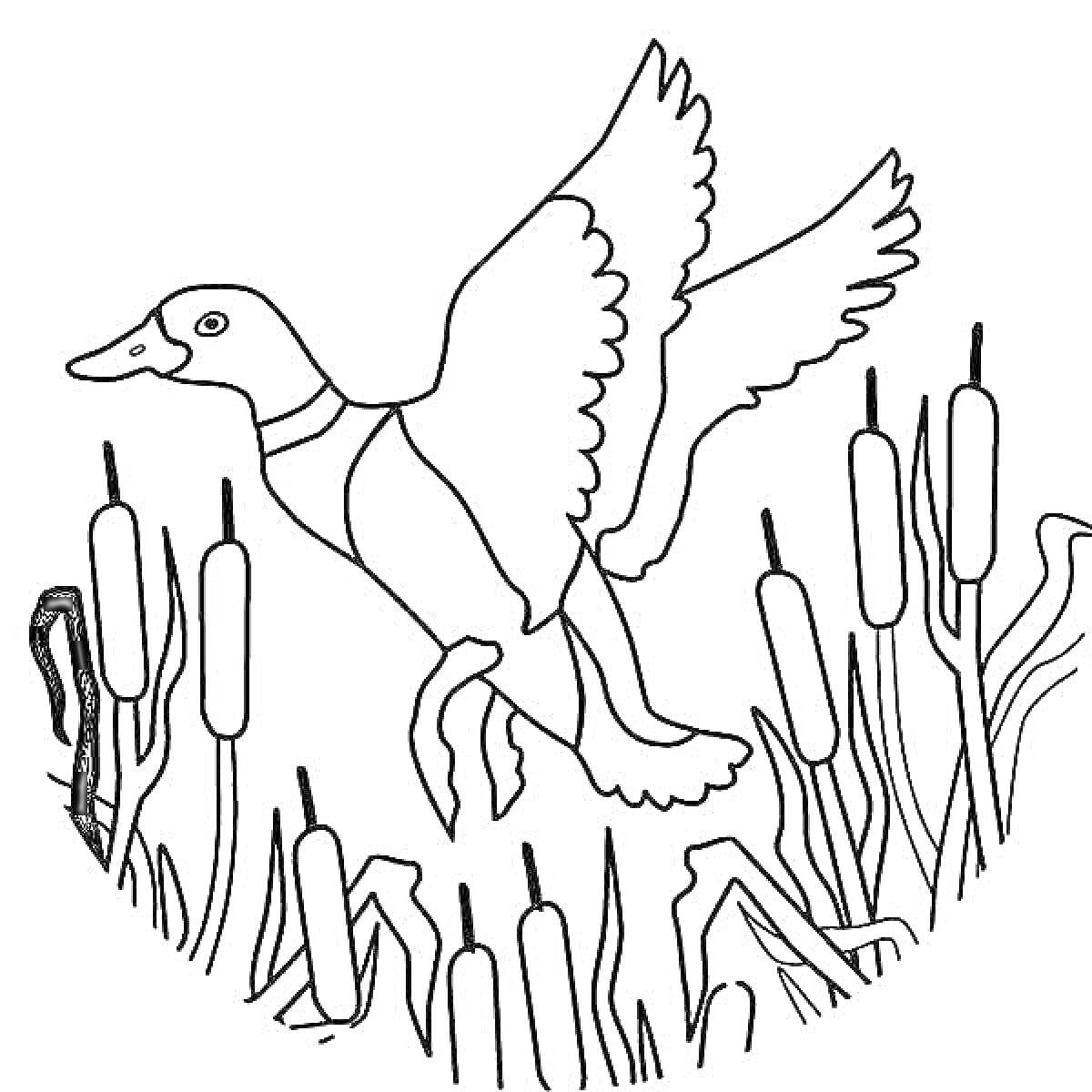На раскраске изображено: Охота, Утка, Природа, Полет, Птица