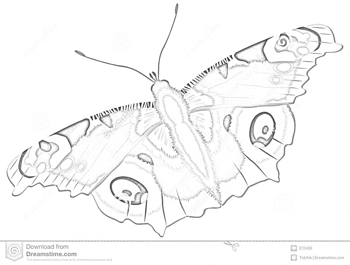 Раскраска Бабочка павлиний глаз с характерным узором на крыльях