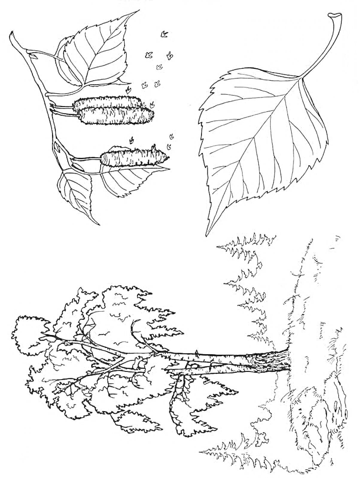 Раскраска Березка с листьями, сережками и корой