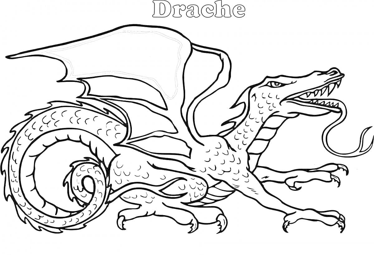 Раскраска Дракон с большими крыльями, изогнутым хвостом и высунутым языком
