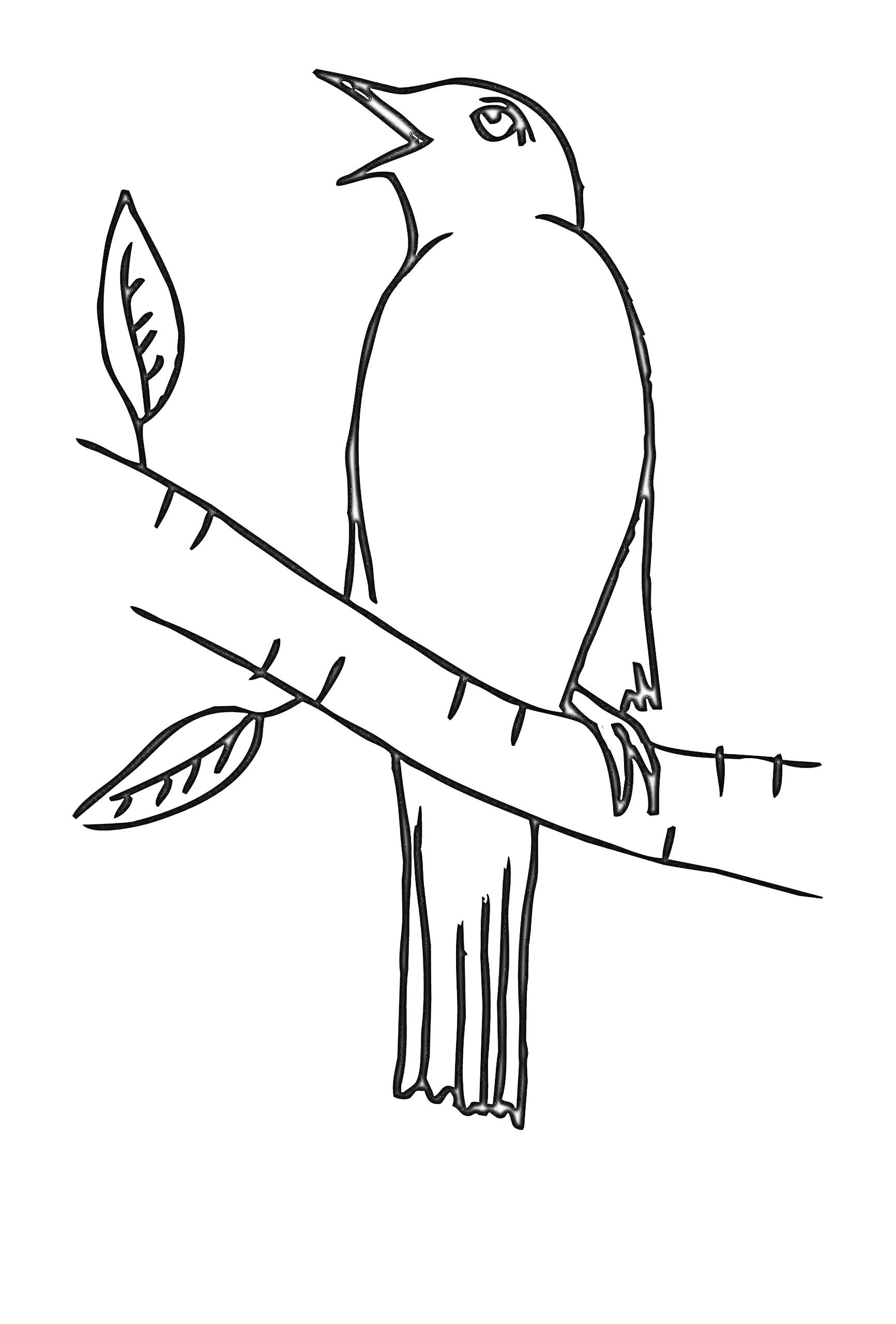 Раскраска Соловей, сидящий на ветке с двумя листьями