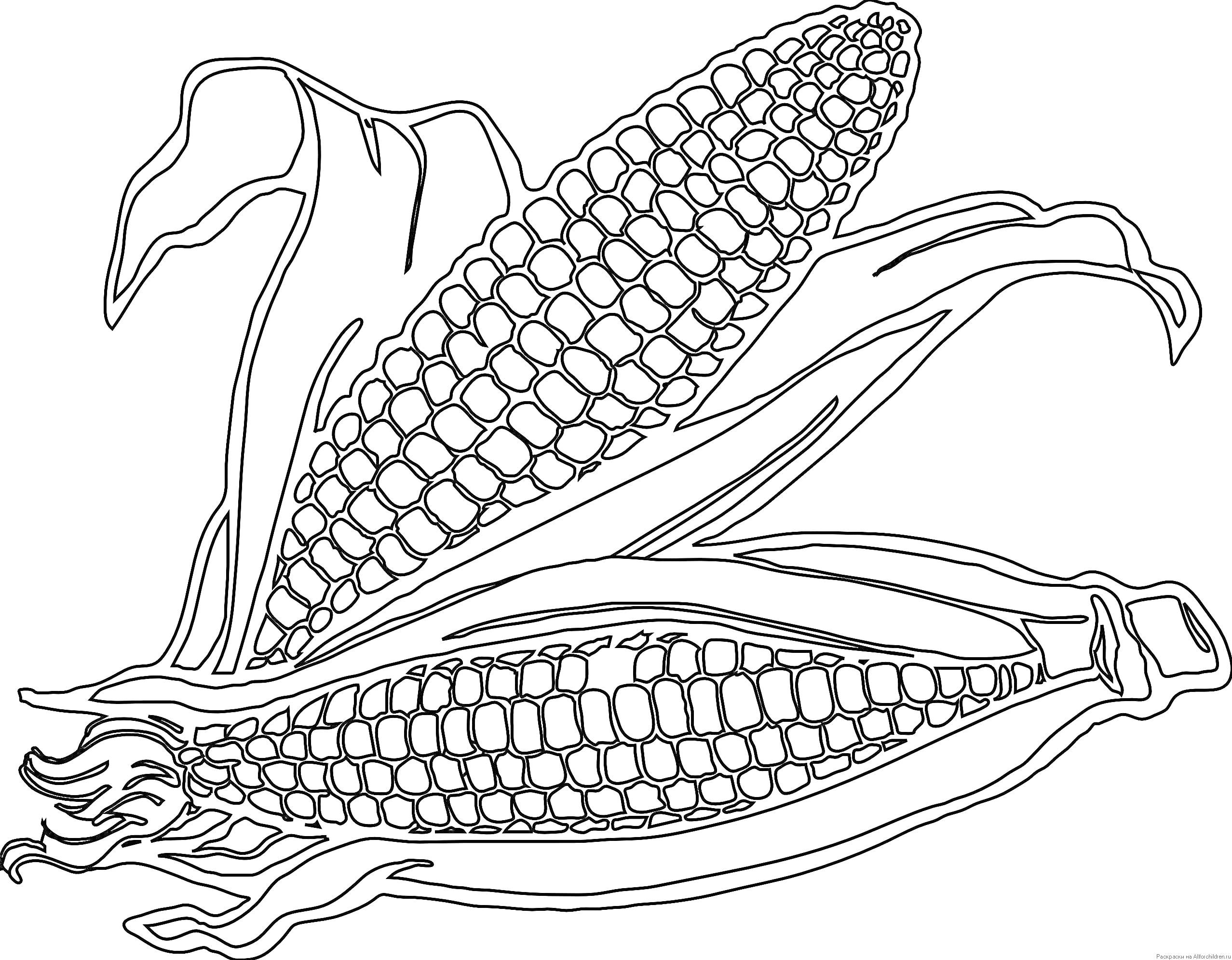 Раскраска Два початка кукурузы в оболочке