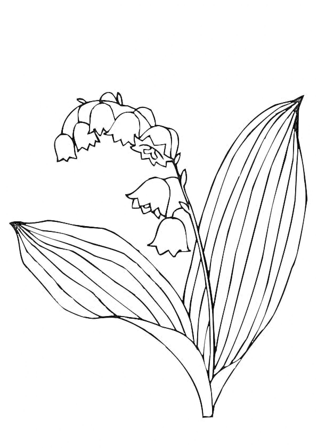 Раскраска Ландыш с цветками и листьями