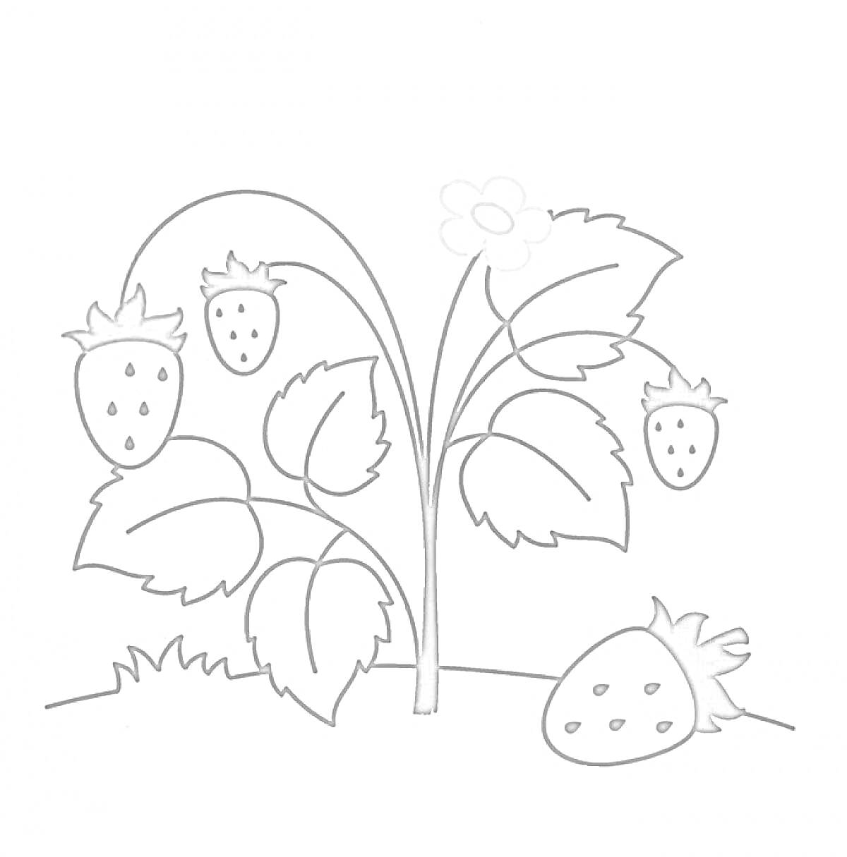 На раскраске изображено: Клубника, Ягоды, Листья, Цветы, Кусты, Контурные рисунки