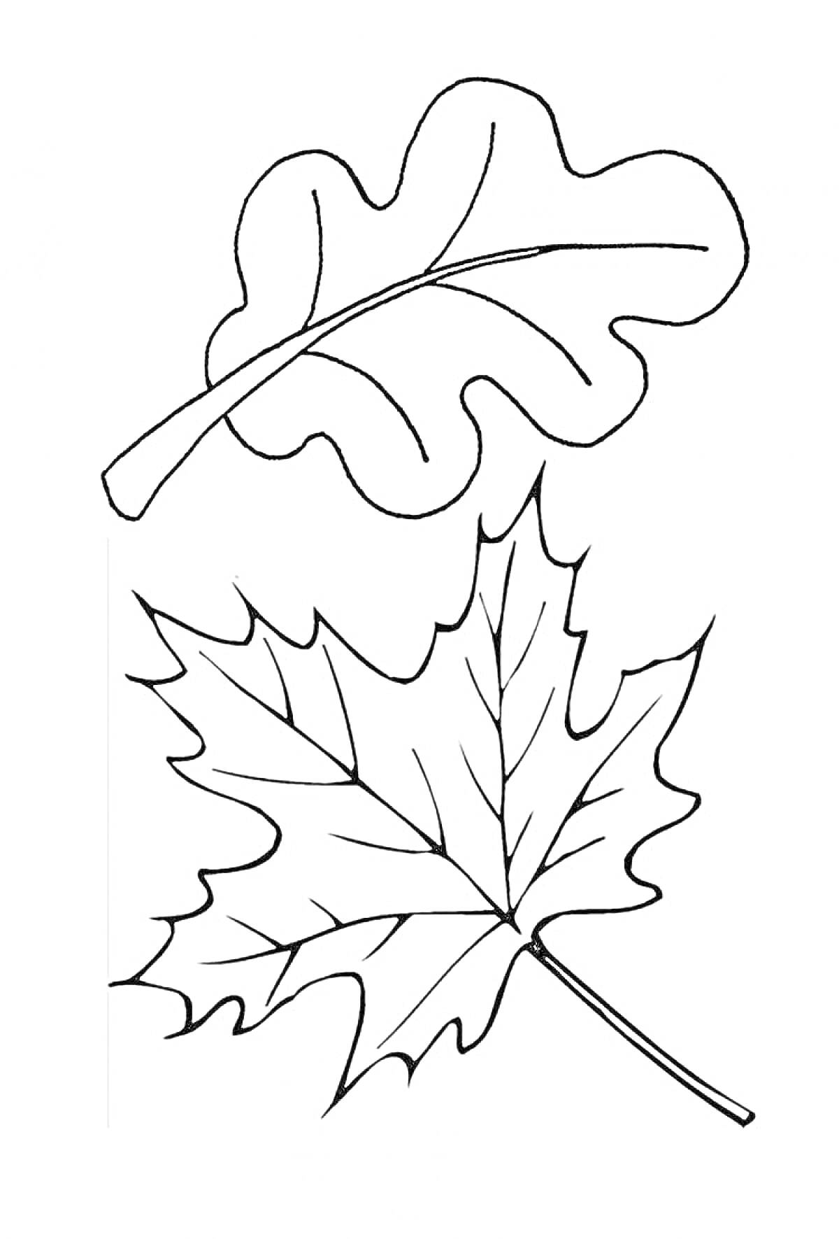 На раскраске изображено: Листья, Дуб, Клен, Природа, Осень