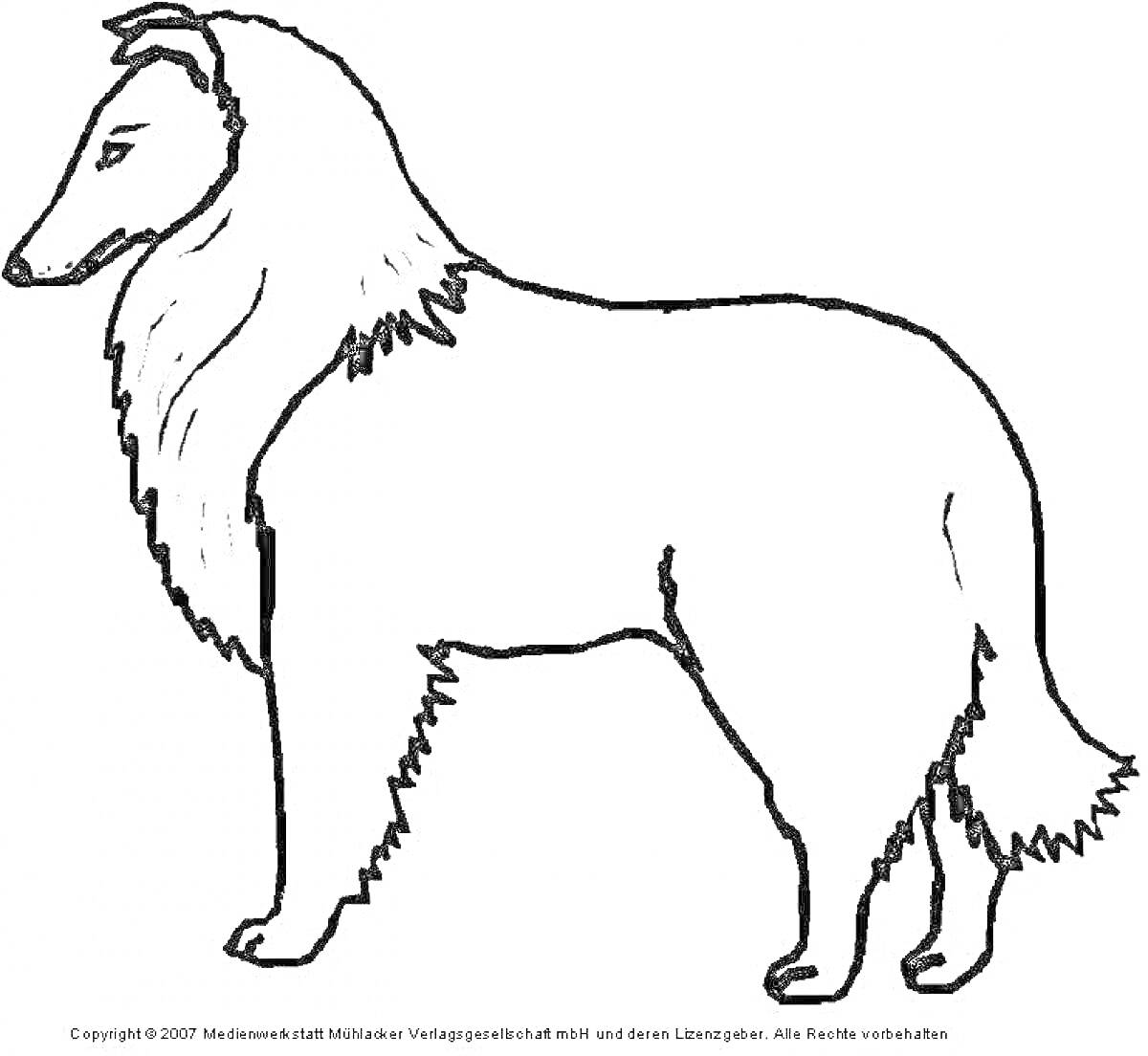 На раскраске изображено: Собака, Животные, Шерсть, Хвост, Профиль, Контурные рисунки