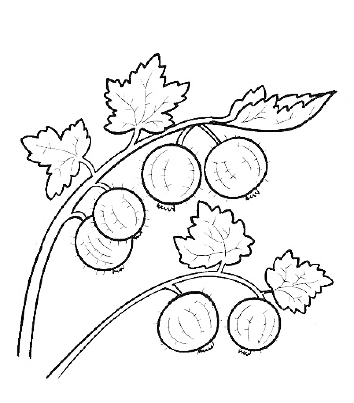 На раскраске изображено: Крыжовник, Ягоды, Листья, Природа, Плоды, Растения, Ветка