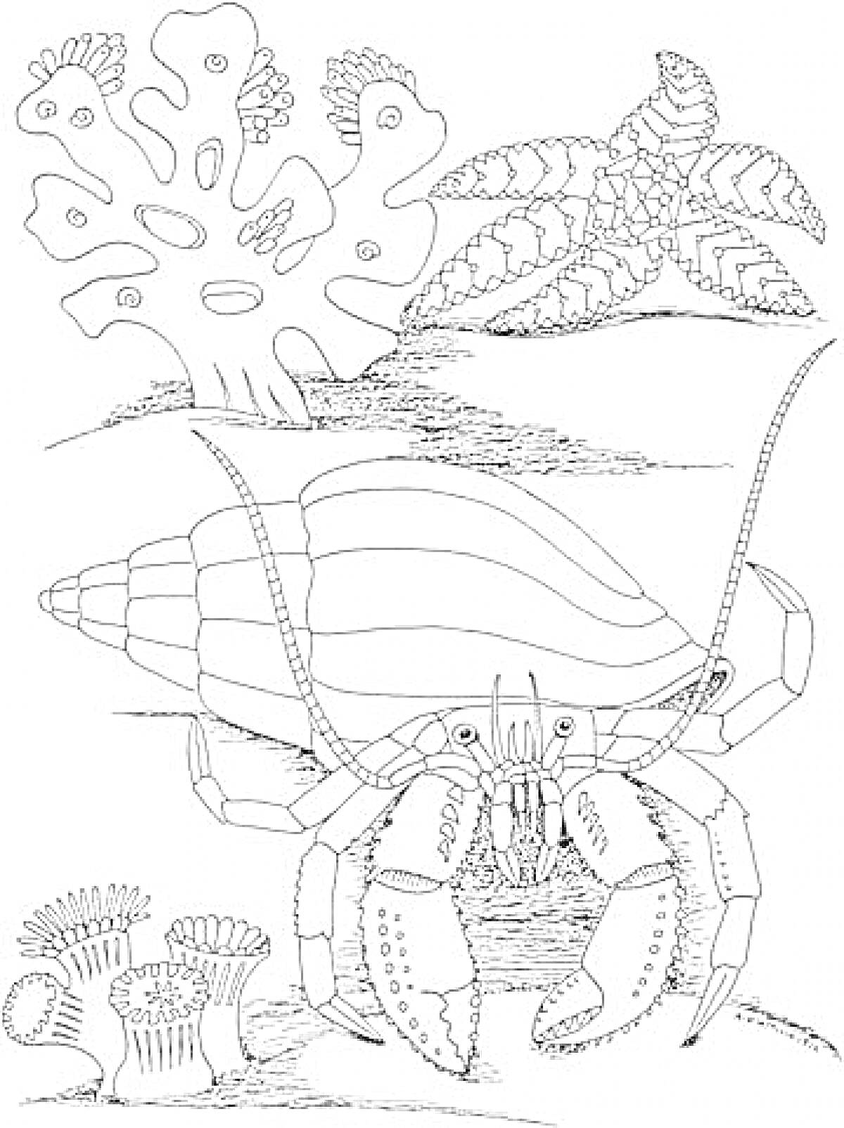 На раскраске изображено: Кораллы, Морская звезда, Морские животные, Подводный мир, Морская жизнь