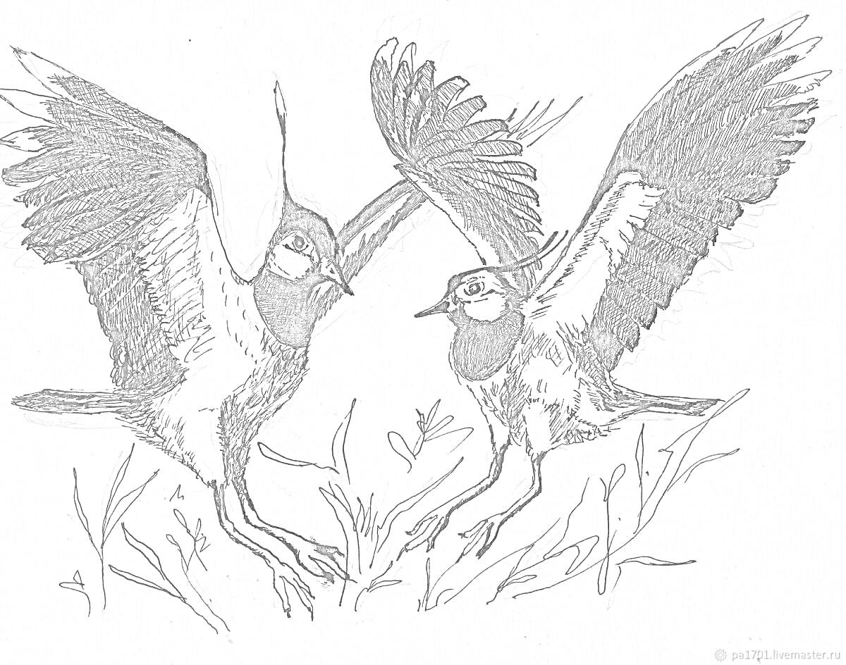 Раскраска Два чибиса с расправленными крыльями на фоне травы