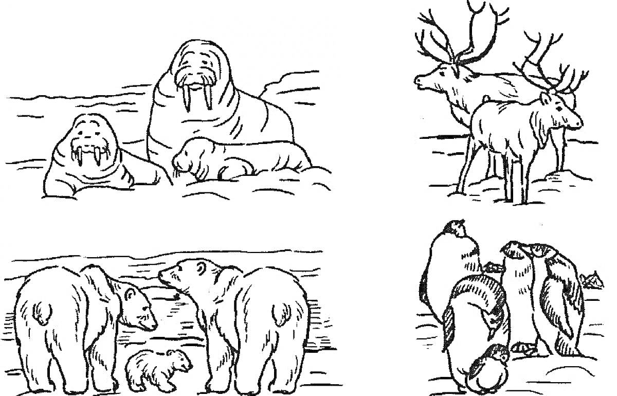 На раскраске изображено: Животные севера, Морж, Северный олень, Белый медведь, Дошкольники, Учебные материалы, Арктика, Северные животные