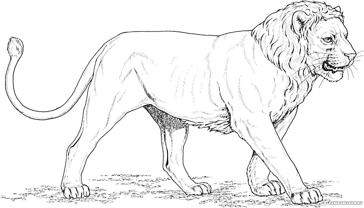 На раскраске изображено: Лев, Животные, Природа, Поляна, Контурные рисунки