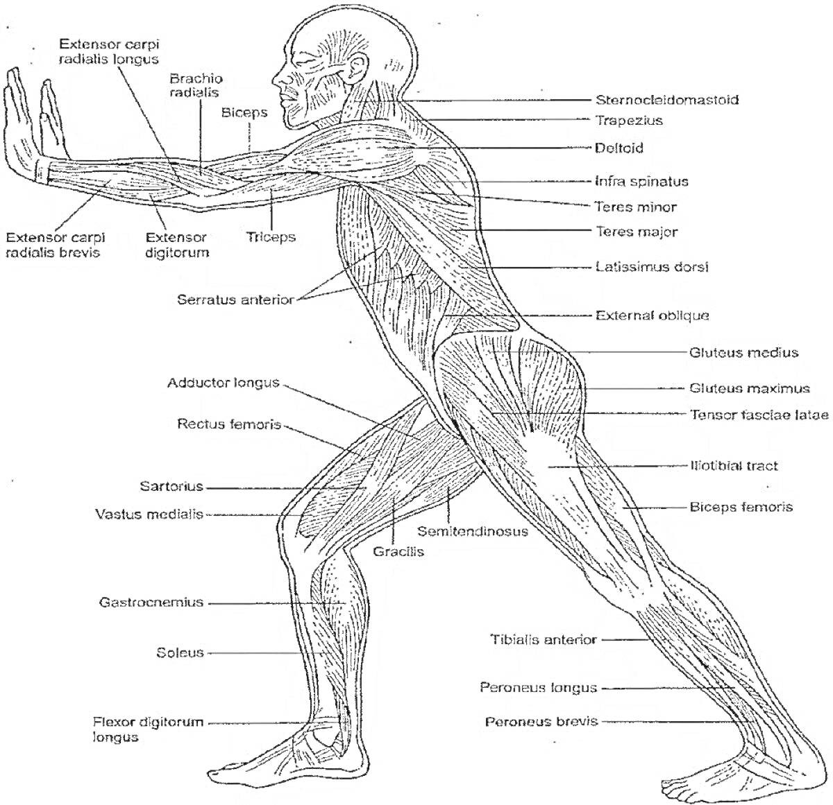 Человек с указанием мышц: Brachioradialis, Biceps, Triceps, Deltoid, Pectoralis major, Serratus anterior, Flexor carpi radialis, Extensor digitorum longus, Addutor longus, Rectus femoris, Vastus lateralis, Gracilis, Sartorius, Gastrocnemius, Soleus, Tibia