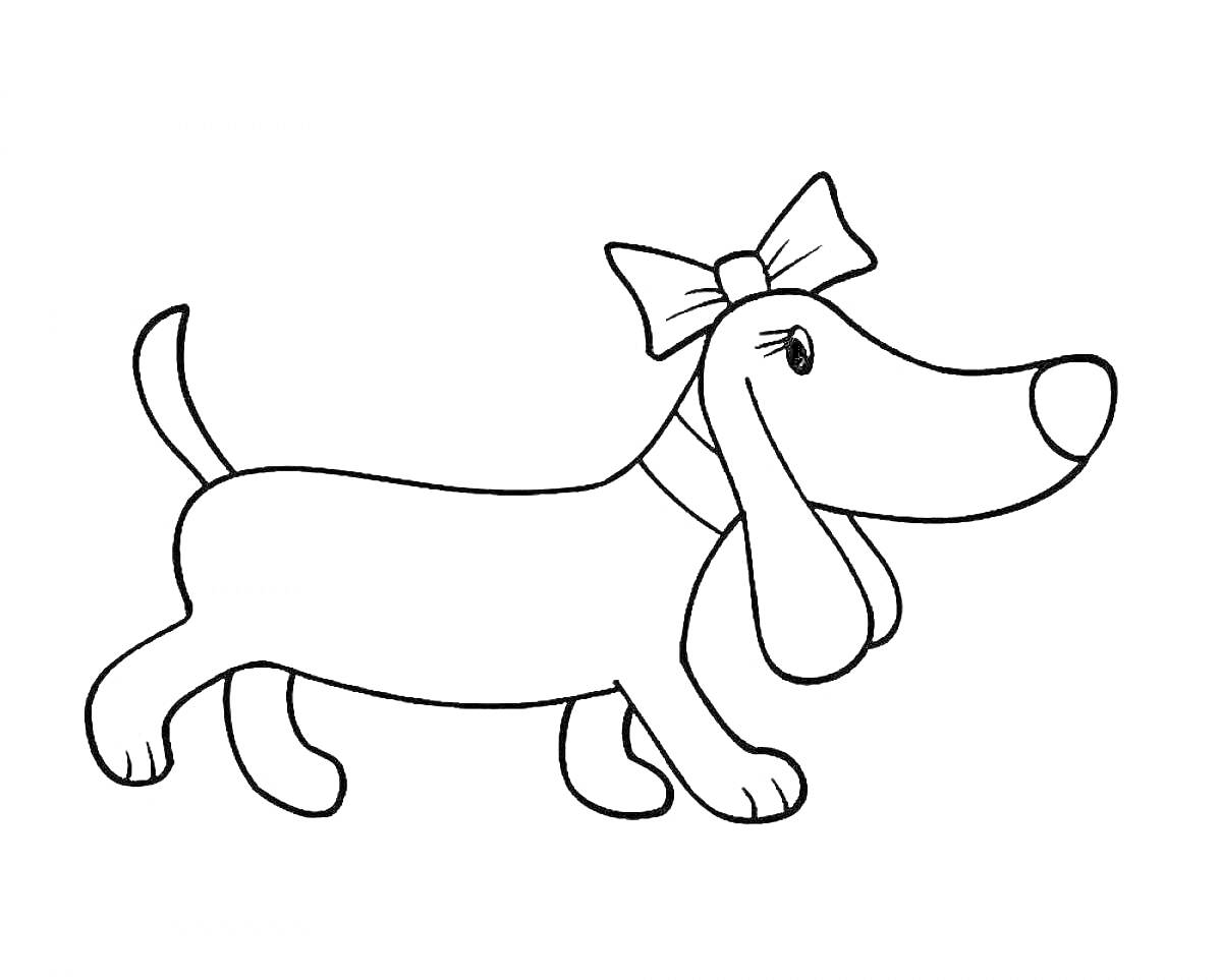 На раскраске изображено: Такса, Собака, Животные, Длинные уши, Лапы, Хвост, Бант