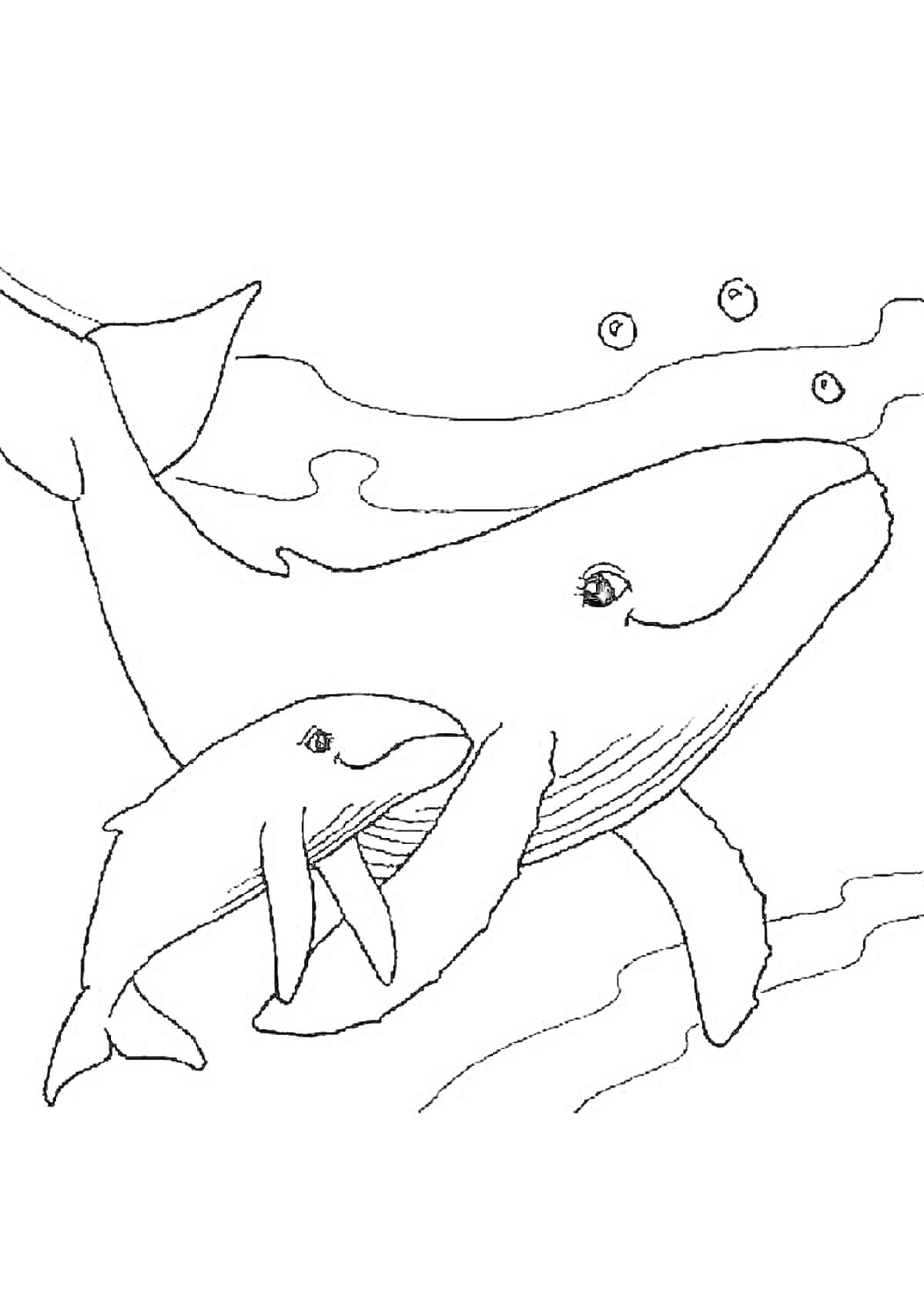 На раскраске изображено: Арктика, Животные, Подводный мир