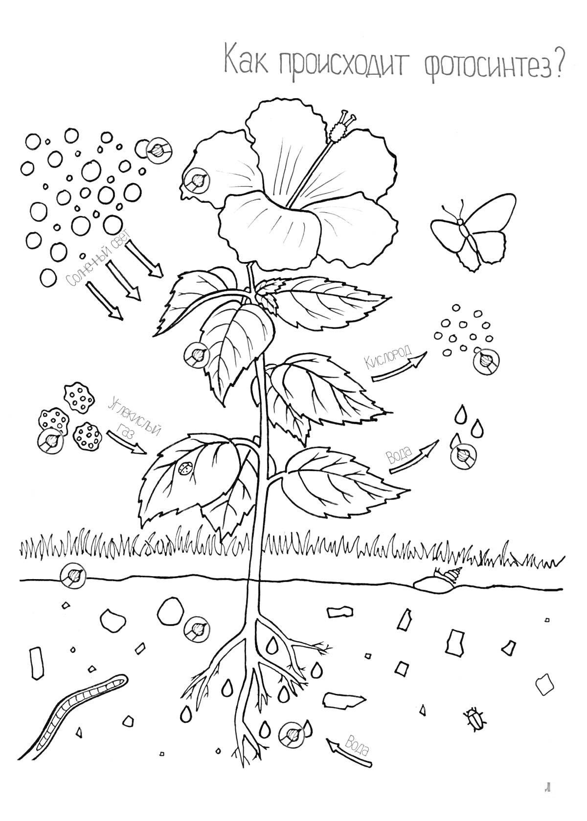 Раскраска Процесс фотосинтеза: растение с корневой системой, листьями и цветком, стрелки направления движения питательных веществ, подписи света, воды и углекислого газа, элементы почвы, червяк и бабочка.