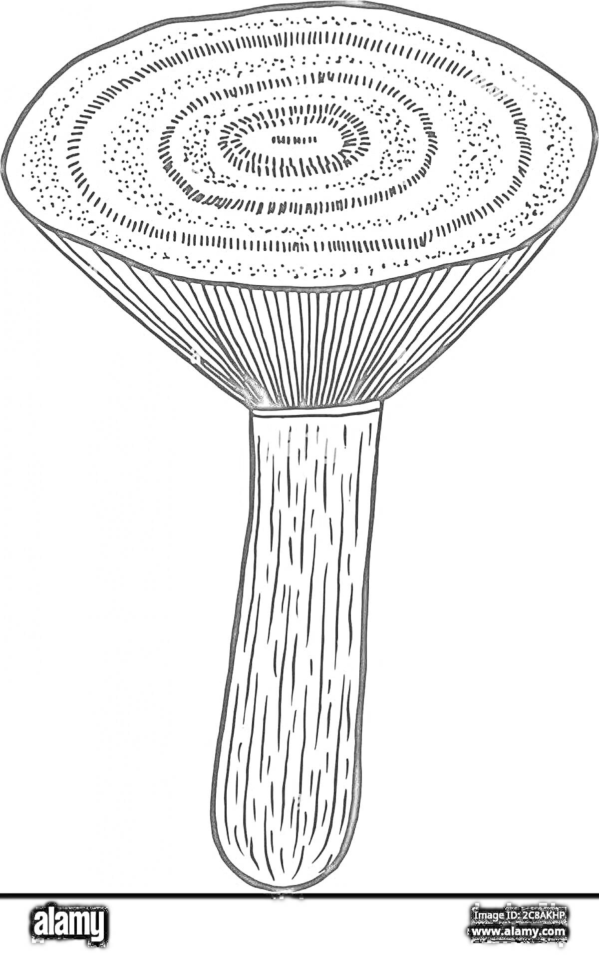 Раскраска Раскраска с изображением гриба груздя