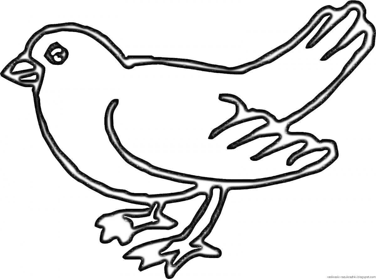 Раскраска Птичка с расправленным хвостом