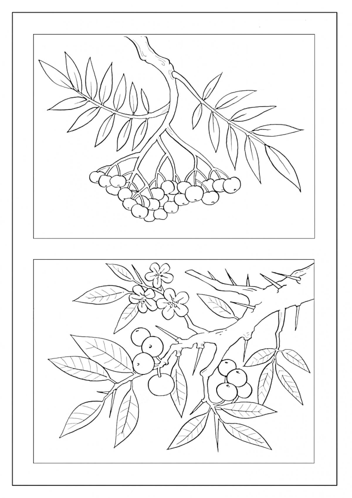 Раскраска Ветка рябины с листьями и гроздьями ягод, цветущая ветка рябины с ягодами и цветами